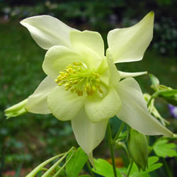 Aquilegia caerulea Origami Yellow